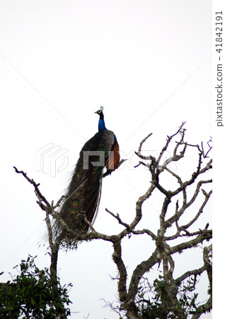Peacock at the tree Sri Lanka 41842191