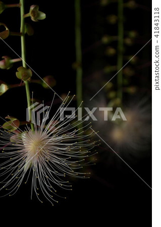 Miyakojima / sagaribana開花的季節 41843118