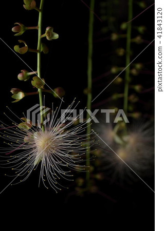 The season when Miyakojima / sagaribana blooms The season when Miyakojima / sagaribana blooms 41843120