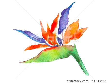 Strelitzia tropical plant. Watercolor hand drawn flowers and leaves. Design for invitation, wedding 41843483