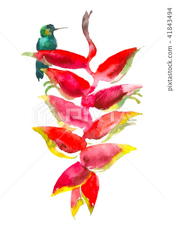 Calathea tropical plant. Watercolor hand drawn flower and colibri. Watercolor element for invitation Calathea tropical plant. Watercolor hand drawn flower and colibri. Watercolor element for invitation 41843494