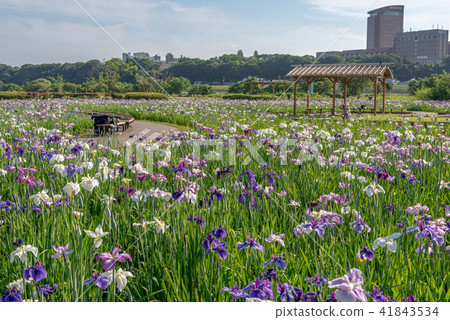小岩鳶尾花園 41843534