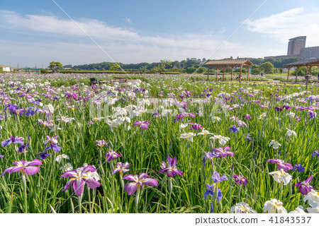 Koiwa iris garden 41843537