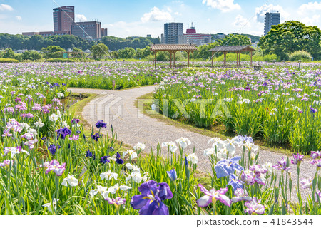 小岩鳶尾花園 小岩鳶尾花園 41843544