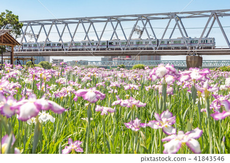 小岩鳶尾花園 41843546