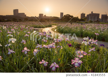 Koiwa iris garden in the early morning Koiwa iris garden in the early morning 41843555