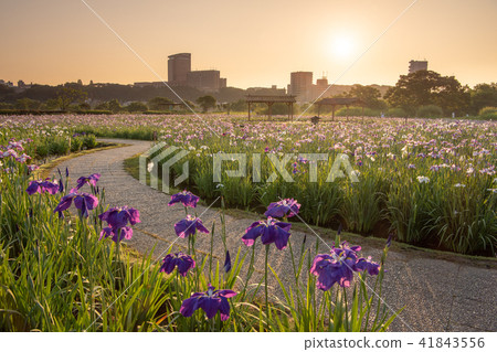 Koiwa iris garden in the early morning 41843556