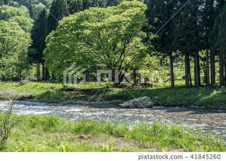 新鮮的綠色的高川川 新鮮的綠色的高川川 41845260