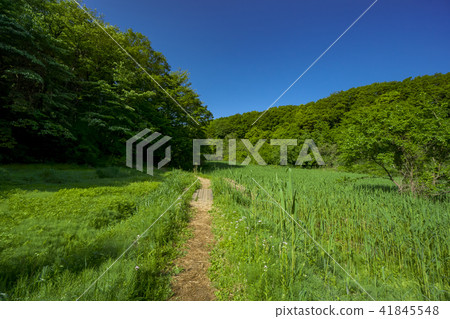 Sayama山小山新鮮的綠色Otanoyado沼澤地 41845548