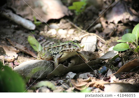 Tonosawa frog 41846055