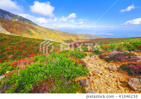 Tree of autumn leaves peak 41846238