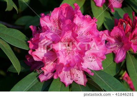 杜鵑花杜鵑花語是“尊嚴” 杜鵑花杜鵑花語是“尊嚴” 41846281