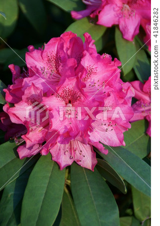 Rhododendron rhododendron flower language is "dignity" 41846282