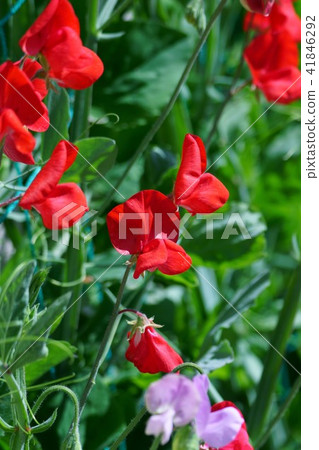 Sweet peppers mackerel flower language is "entrance" 41846292