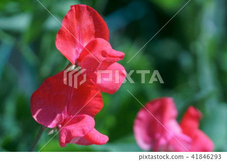 Sweet peppers mackerel flower language is "entrance" 41846293