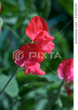 Sweet peppers mackerel flower language is "entrance" 41846294