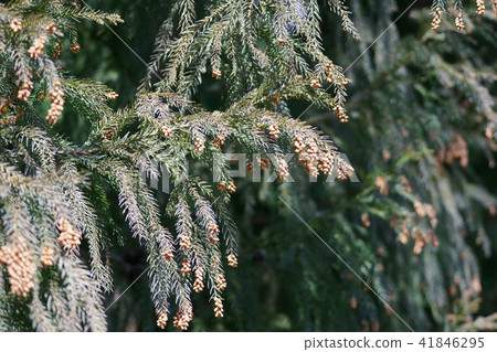Cedar Flower Bud Calla Luis 'live for you' 41846295
