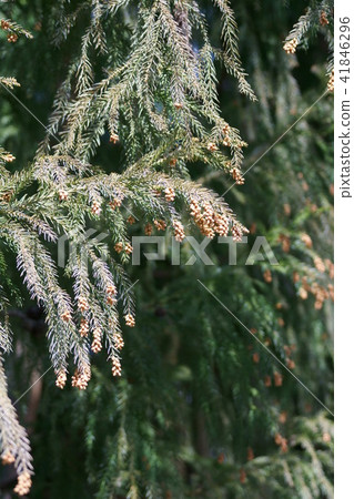 Cedar Flower Bud Calla Luis 'live for you' Cedar Flower Bud Calla Luis 'live for you' 41846296
