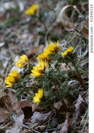 Fukujusugi fukujou is a flower language "brings happiness" 41846314