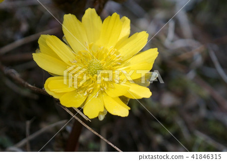 Fukujusugi fukujou is a flower language "brings happiness" 41846315