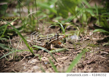 Tonosawa frog Tonosawa frog 41846332