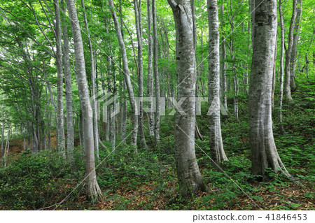 Forest of Beech in early summer - Gamoi-dake Fukushima-ken Tadami-cho 41846453