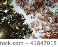 Maple tree 41847015