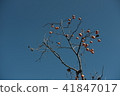 Countryside persimmon tree 41847017