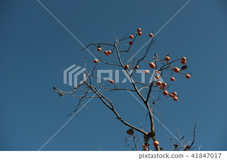 Countryside persimmon tree Countryside persimmon tree 41847017