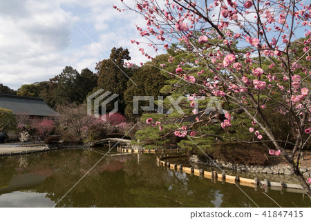 Kyoto · Umenomiya Shrine's plum garden 41847415