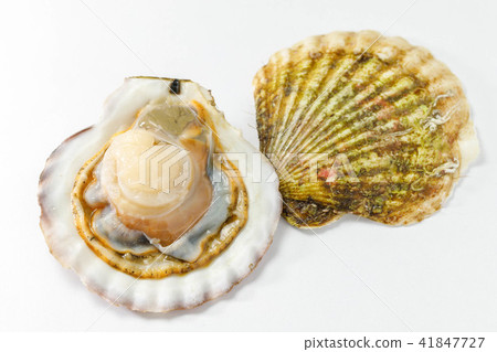 扇貝 41847727