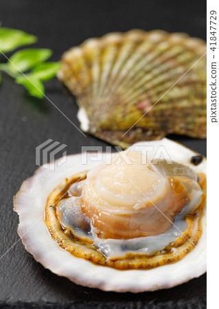 scallop 41847729