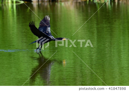 鸕鶿的著陸場景 41847898