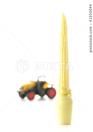 Baby cone Young corn Baby cone Young corn 41850844