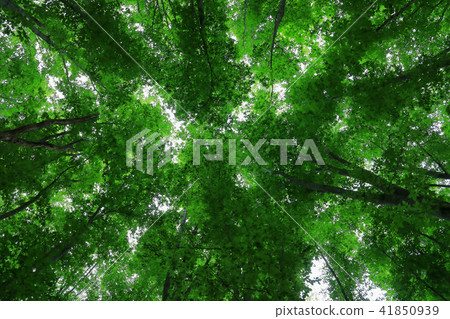 福島縣忠見町，仰望山毛櫸森林 41850939