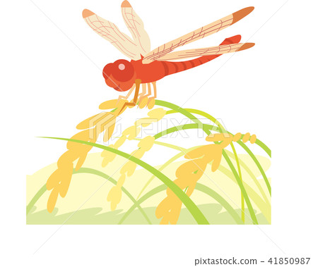 Red dragonfly 01 41850987