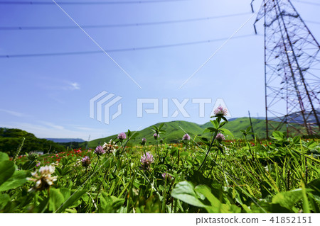 Poppy field of Moe no Sato Poppy field of Moe no Sato 41852151