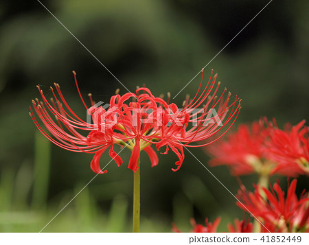 Cluster amaryllis Cluster amaryllis 41852449