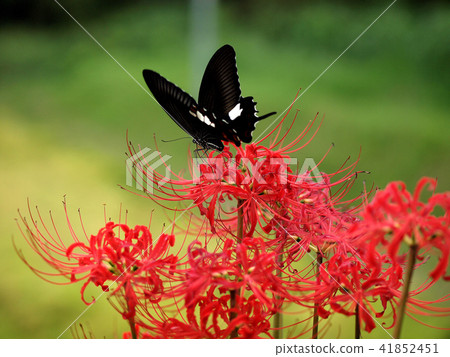 Cluster amaryllis 41852451