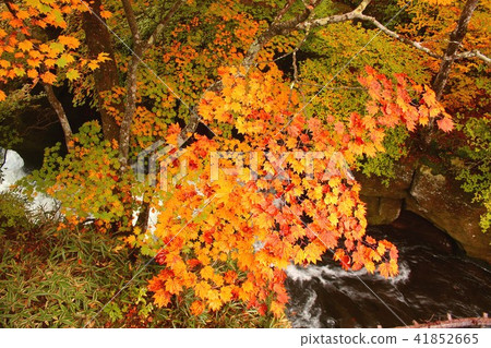 Deepening fall, stained in colorful autumn leaves Oku Nikko A superb view of Yukawa flowing through Lake Choshiji 41852665