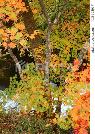 Deepening fall, stained in colorful autumn leaves Oku Nikko A superb view of Yukawa flowing through Lake Choshiji Deepening fall, stained in colorful autumn leaves Oku Nikko A superb view of Yukawa flowing through Lake Choshiji 41852667