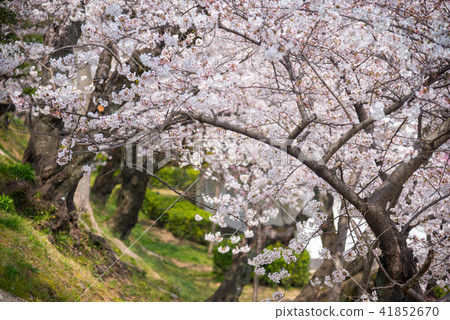 Cherry blossom, Sakura full blooming in spring Cherry blossom, Sakura full blooming in spring 41852670