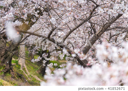 Cherry blossom, Sakura full blooming in spring Cherry blossom, Sakura full blooming in spring 41852671