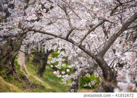 Cherry blossom, Sakura full blooming in spring Cherry blossom, Sakura full blooming in spring 41852672