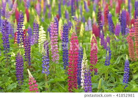 Lupinas Garden 41852981