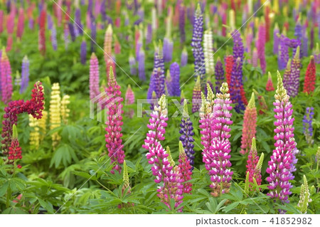 Lupinas Garden 41852982