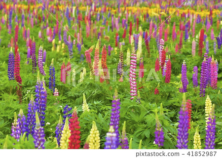 盧皮納斯花園 41852987