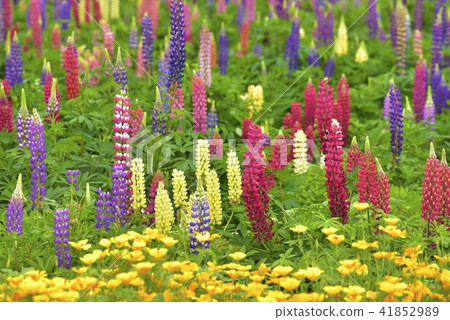 盧皮納斯花園 41852989