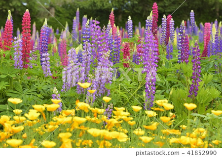 盧皮納斯花園 41852990