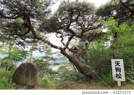 Tengu pine Tengu pine 41853173